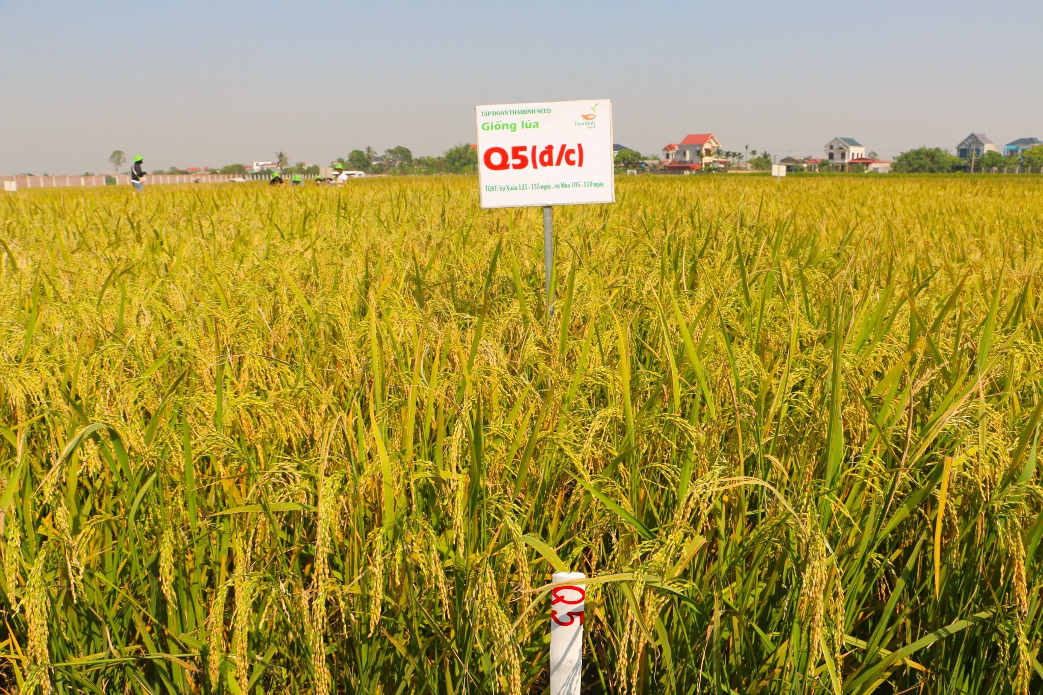  GIỐNG LÚA THUẦN Q5 