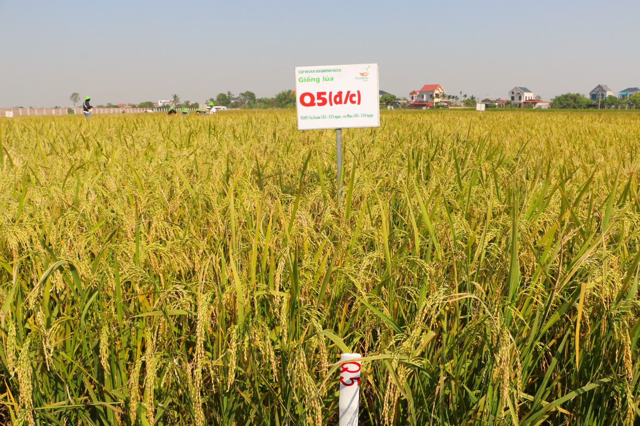  GIỐNG LÚA THUẦN Q5 