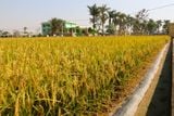  GIỐNG LÚA THUẦN Q5 