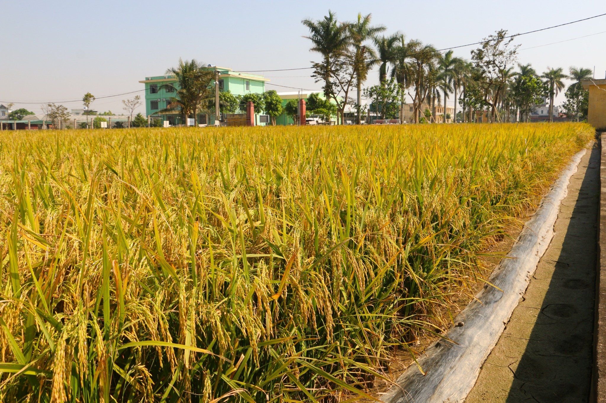  GIỐNG LÚA THUẦN Q5 