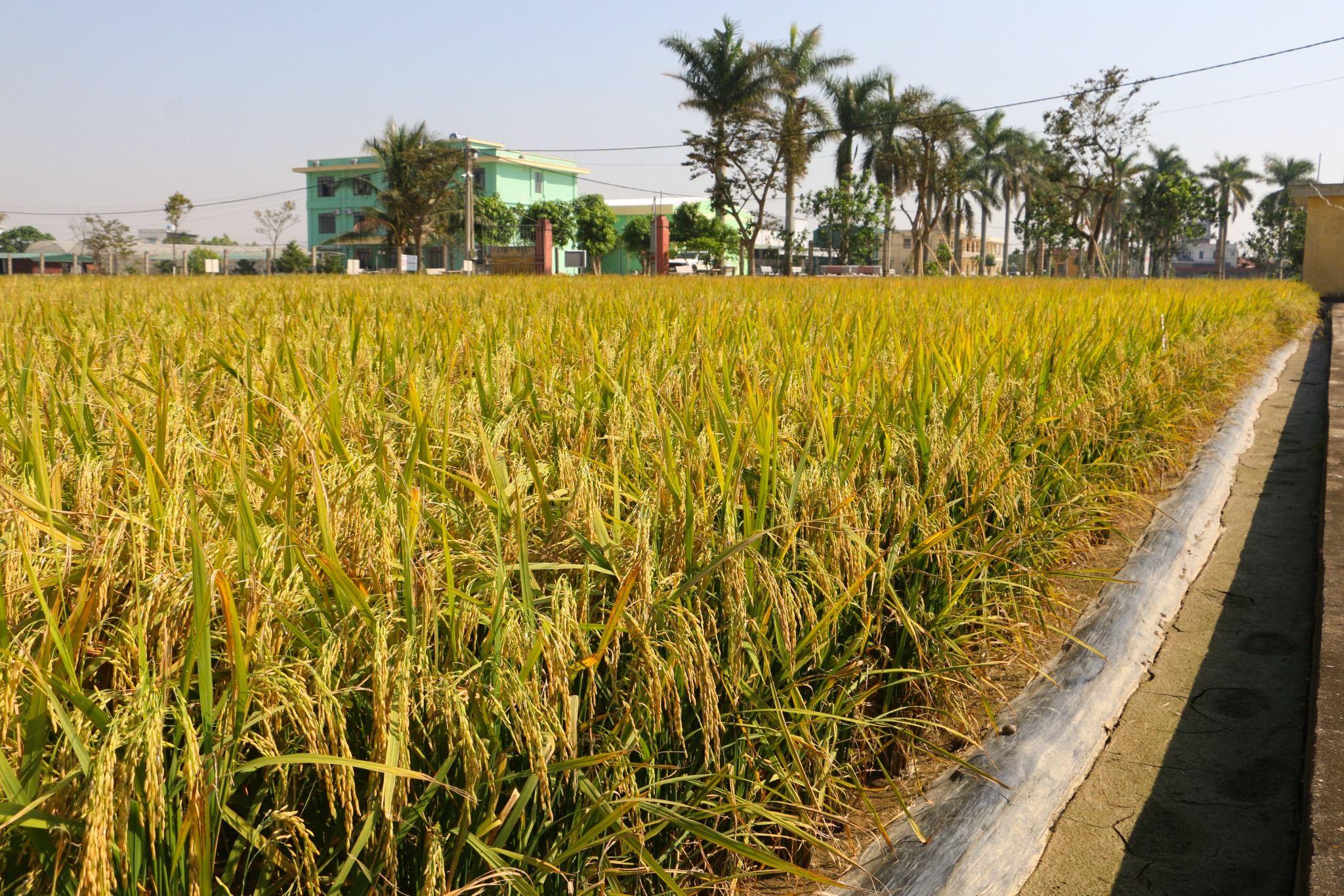  GIỐNG LÚA THUẦN Q5 