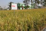  GIỐNG LÚA THUẦN OM468 