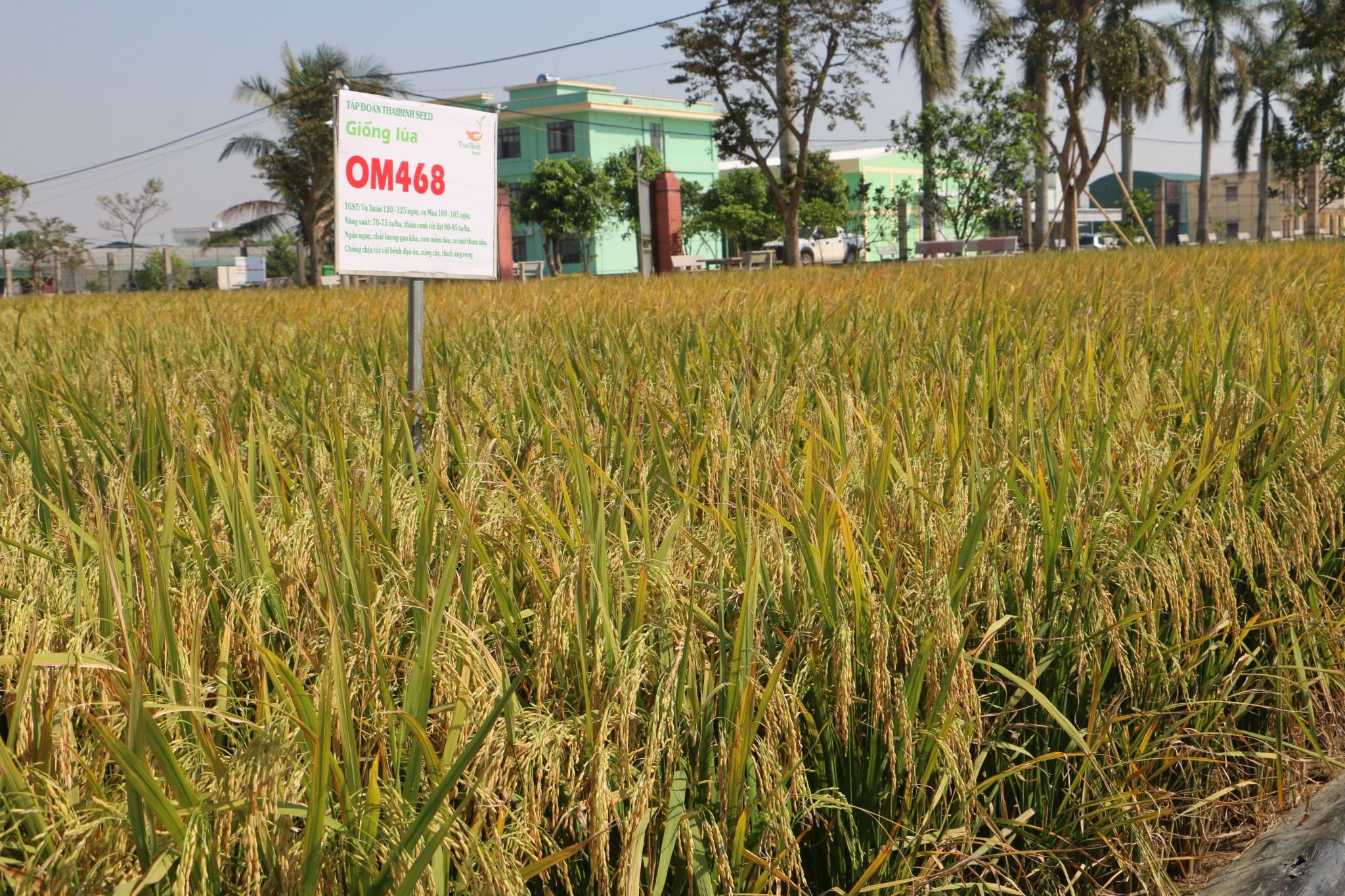  GIỐNG LÚA THUẦN OM468 