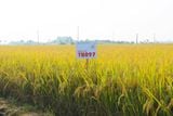  GIỐNG LÚA THUẦN TBR97 