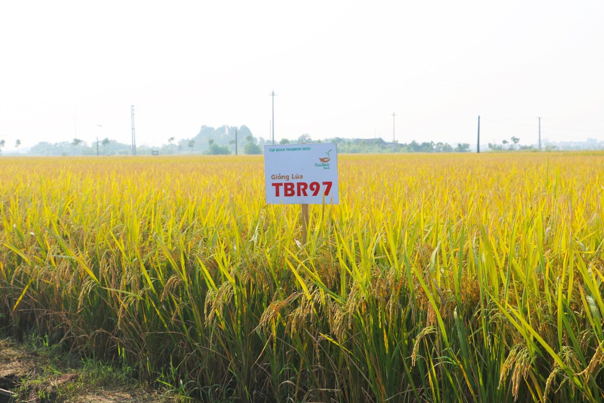  GIỐNG LÚA THUẦN TBR97 