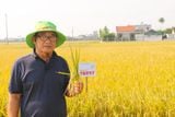  GIỐNG LÚA THUẦN TBR97 