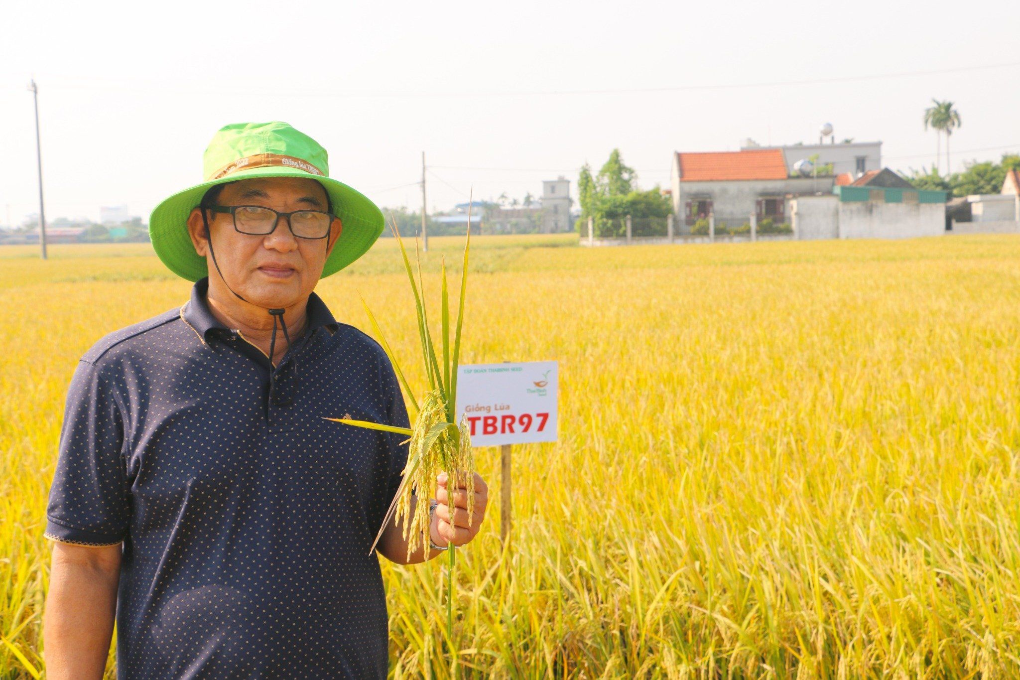  GIỐNG LÚA THUẦN TBR97 