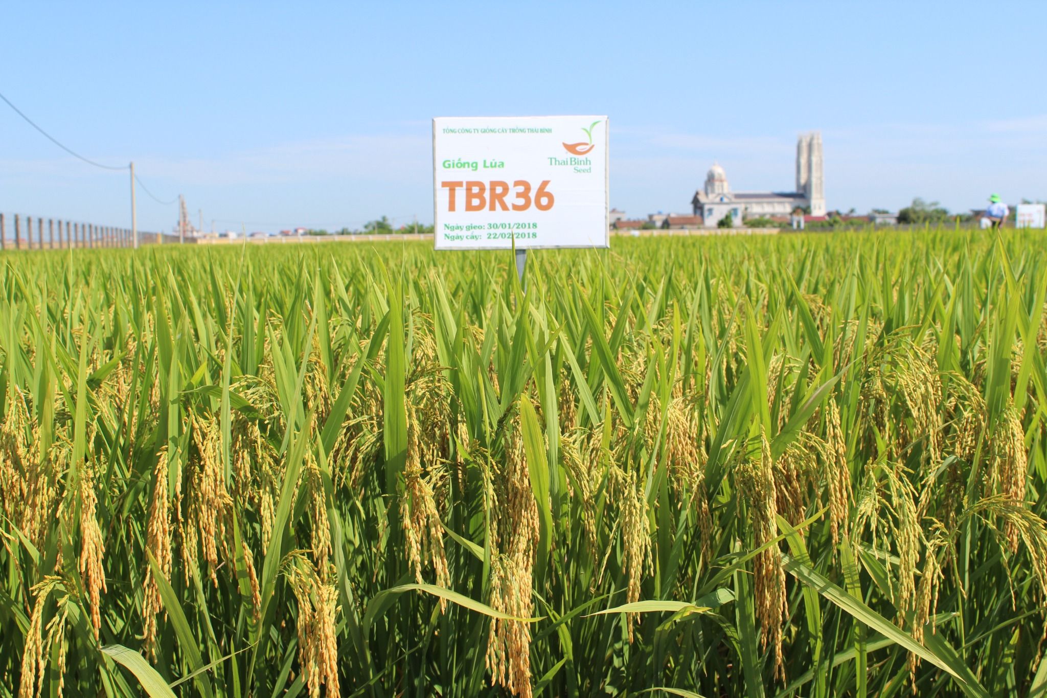  GIỐNG LÚA THUẦN TBR36 