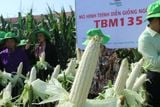  NGÔ NẾP LAI TBM135 