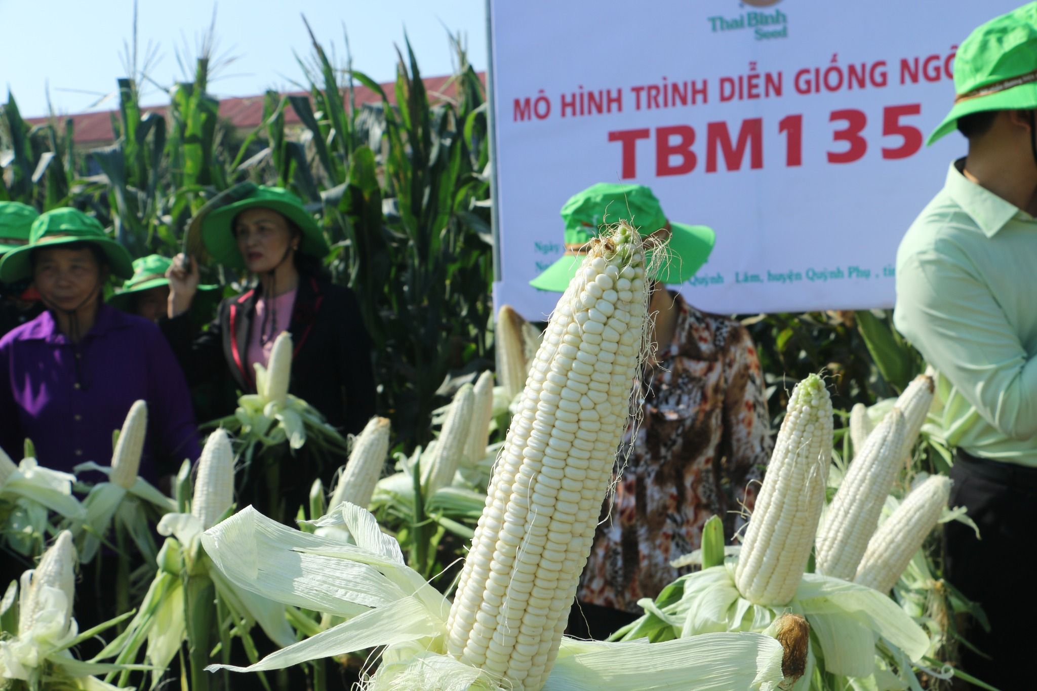  NGÔ NẾP LAI TBM135 