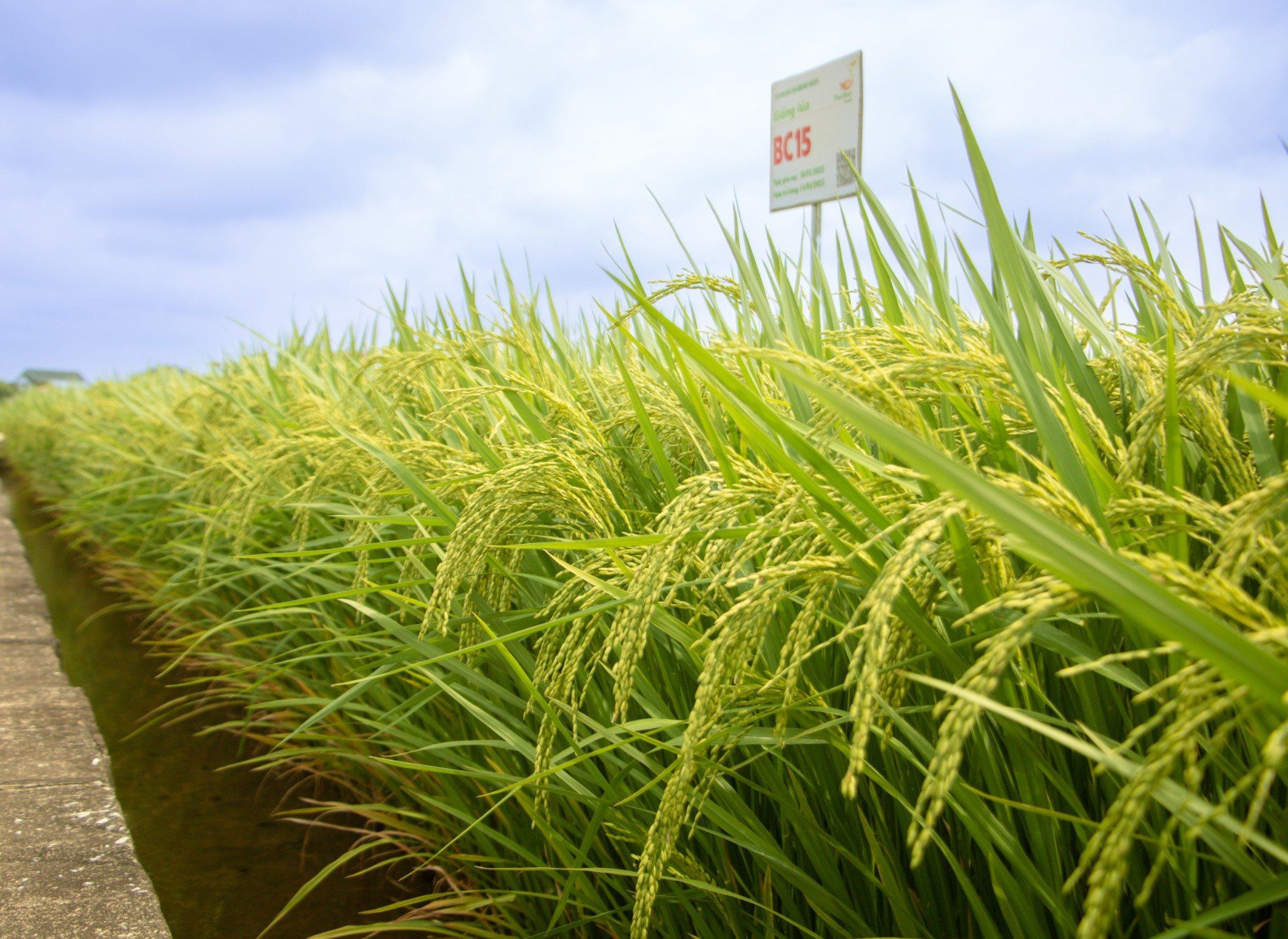  GIỐNG LÚA THUẦN BC15 