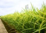  GIỐNG LÚA THUẦN BC15 
