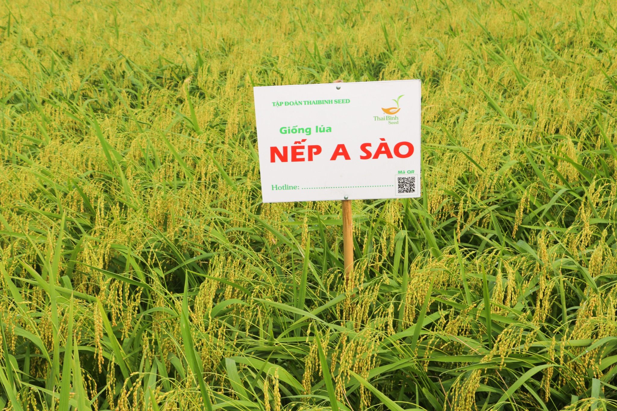  GIỐNG LÚA NẾP A SÀO 