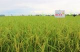 GIỐNG LÚA THUẦN BC15 