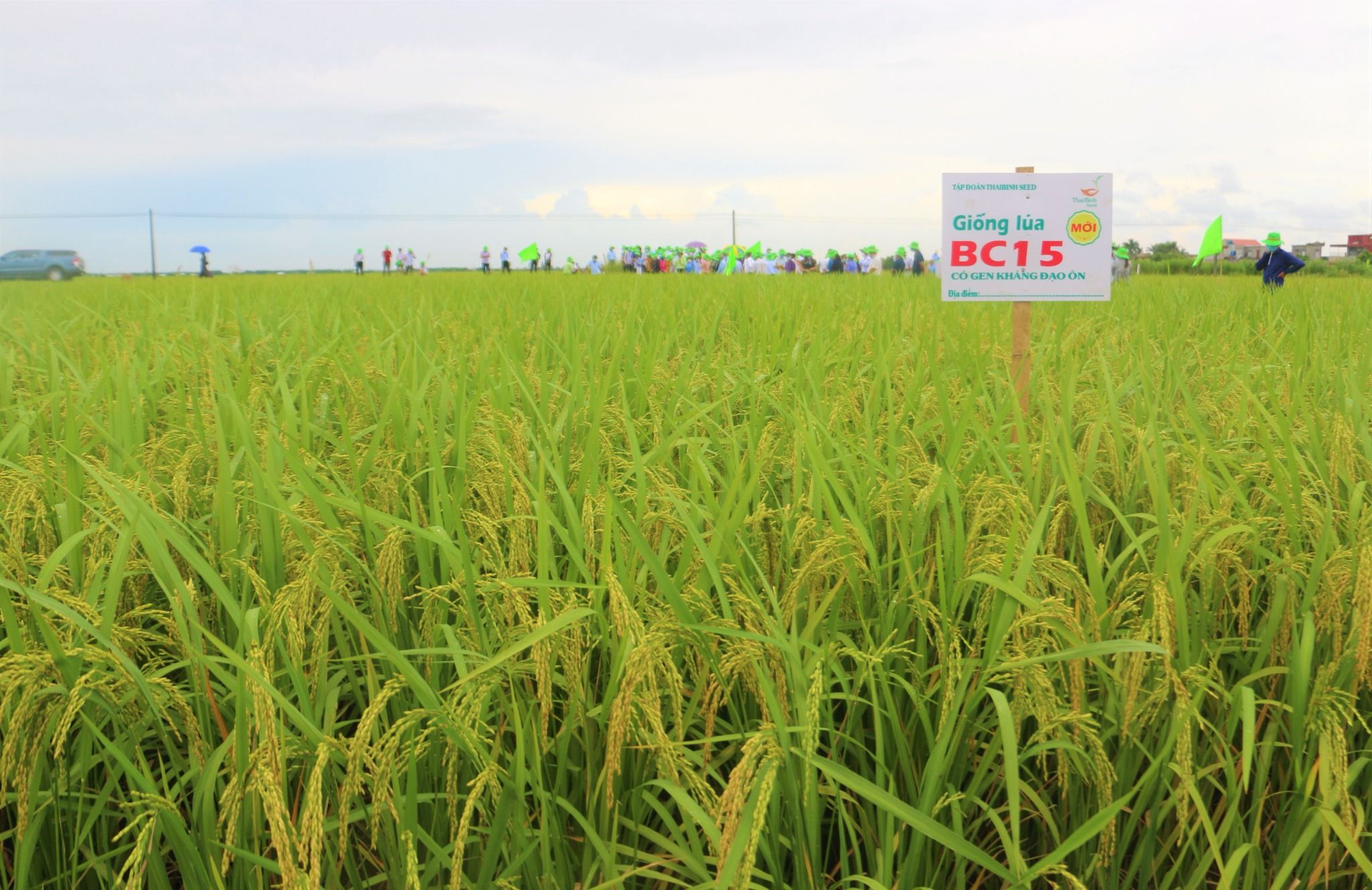  GIỐNG LÚA THUẦN BC15 