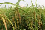  GIỐNG LÚA THUẦN TBR87 