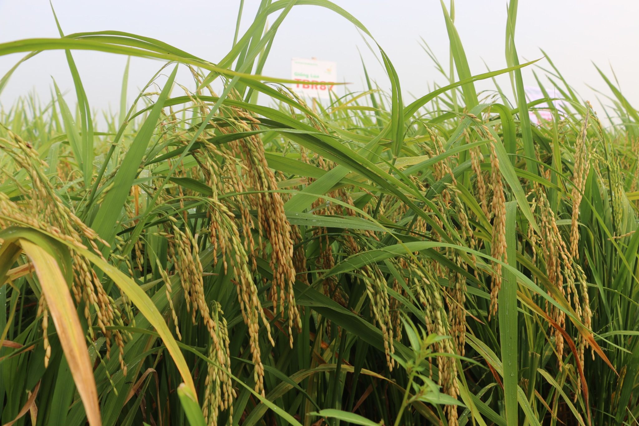  GIỐNG LÚA THUẦN TBR87 
