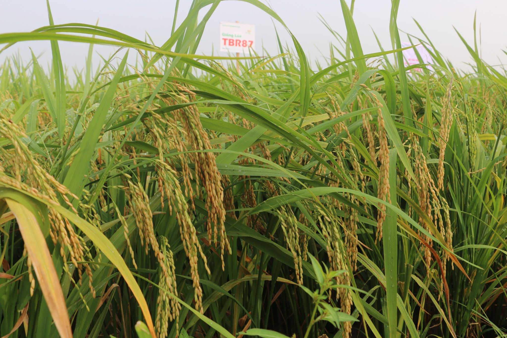  GIỐNG LÚA THUẦN TBR87 