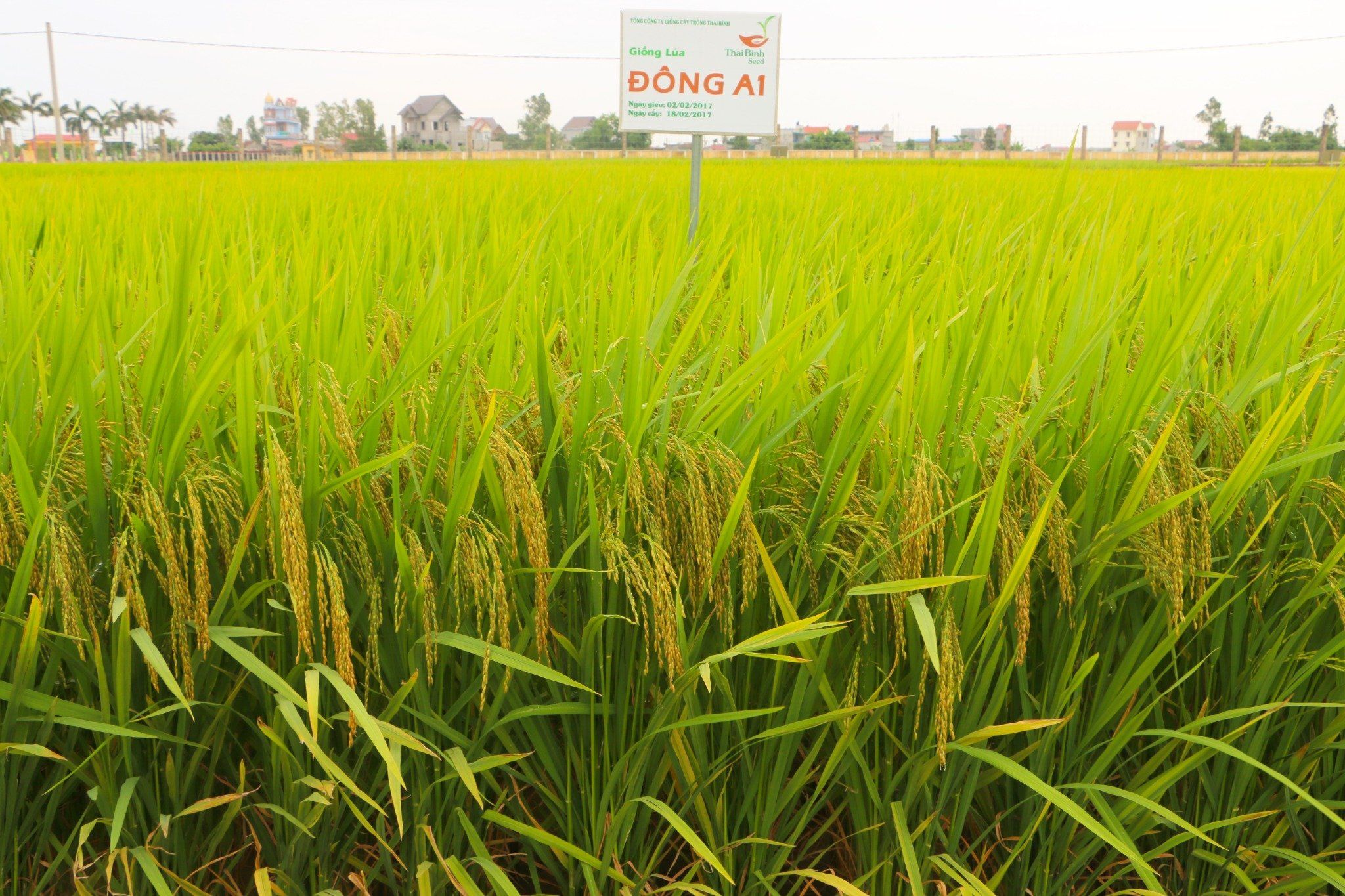  GIỐNG LÚA ĐÔNG A1 