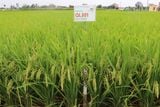  GIỐNG LÚA LAI QL301 