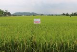  GIỐNG LÚA THUẦN TBR87 