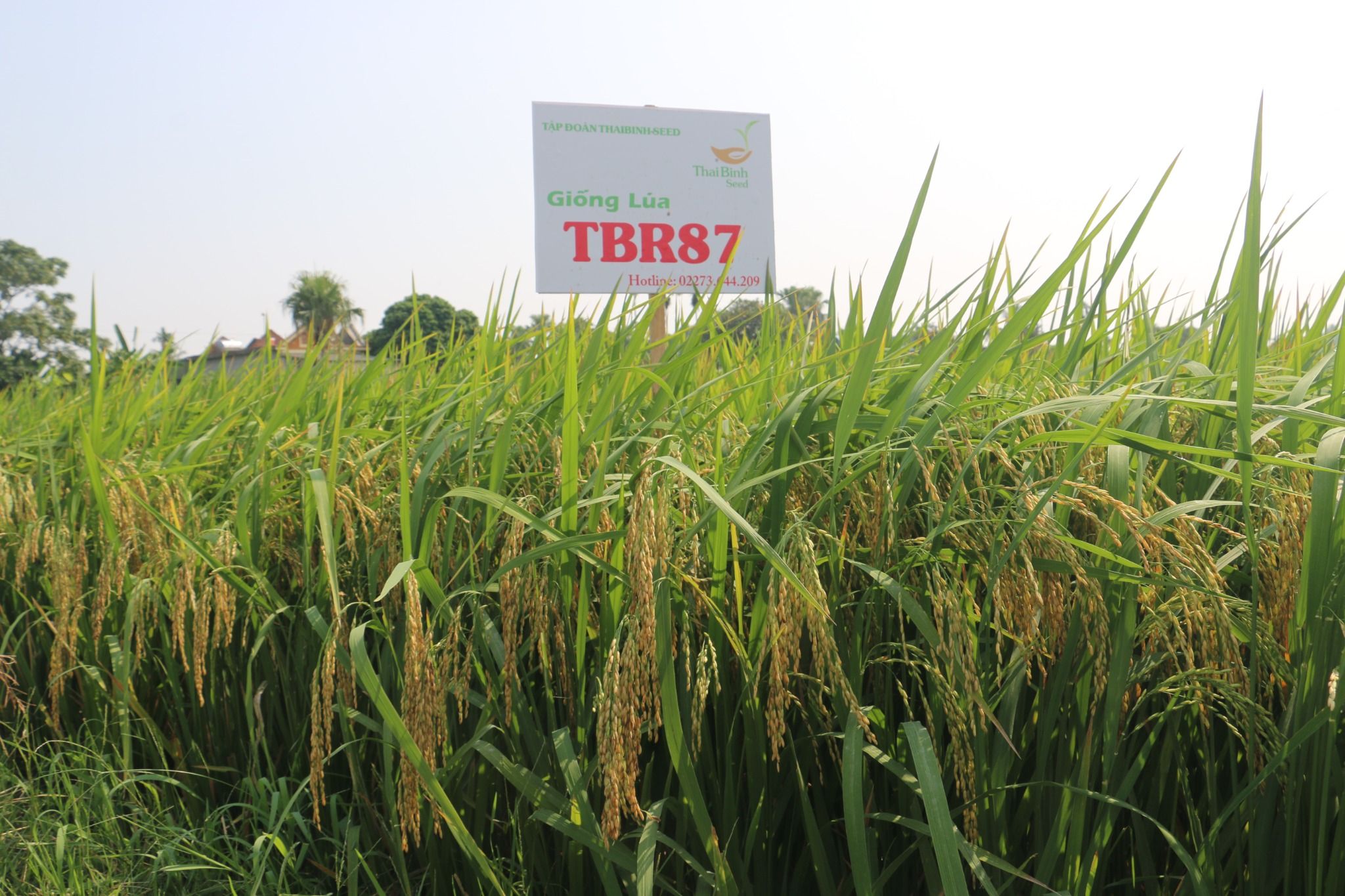  GIỐNG LÚA THUẦN TBR87 