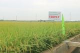  GIỐNG LÚA THUẦN TBR97 