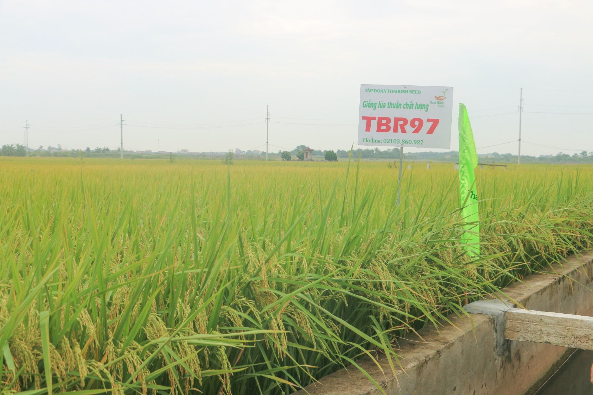 GIỐNG LÚA THUẦN TBR97 