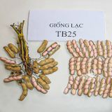  GIỐNG LẠC TB25 