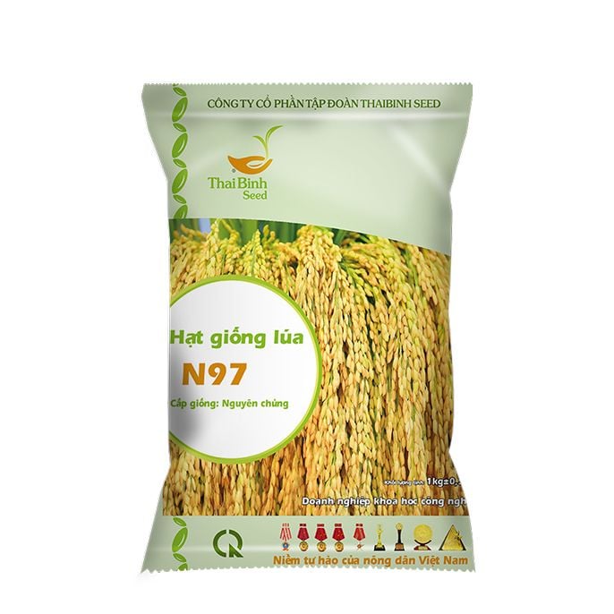  GIỐNG LÚA NẾP N97 