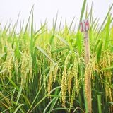  GIỐNG LÚA NẾP N97 