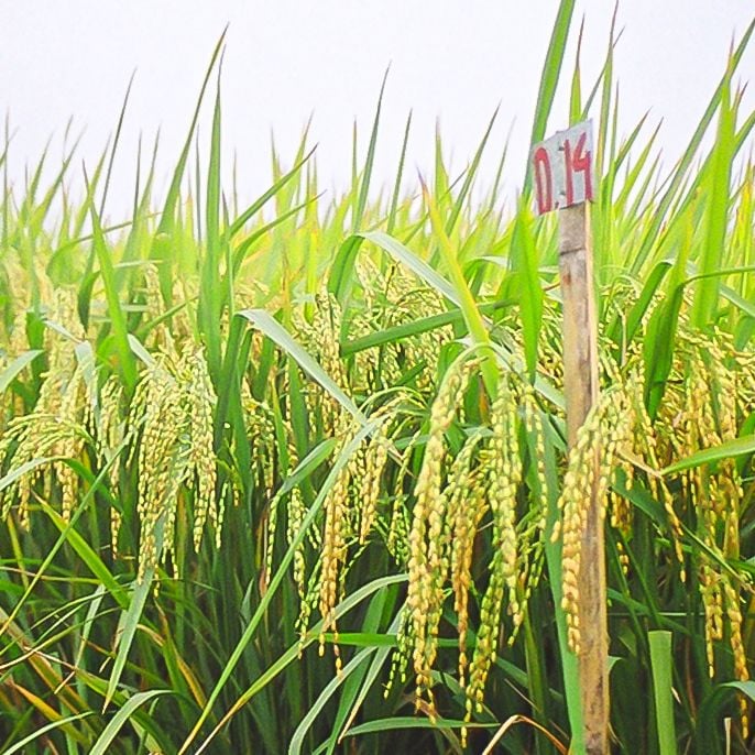  GIỐNG LÚA NẾP N97 