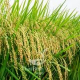  GIỐNG LÚA NẾP 87 