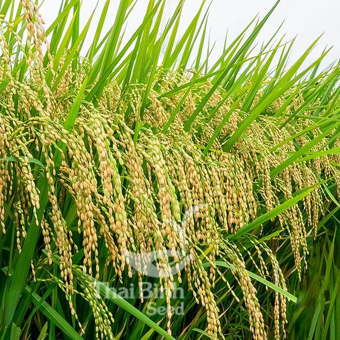  GIỐNG LÚA NẾP 87 