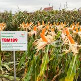  GIỐNG NGÔ LAI TBM189 