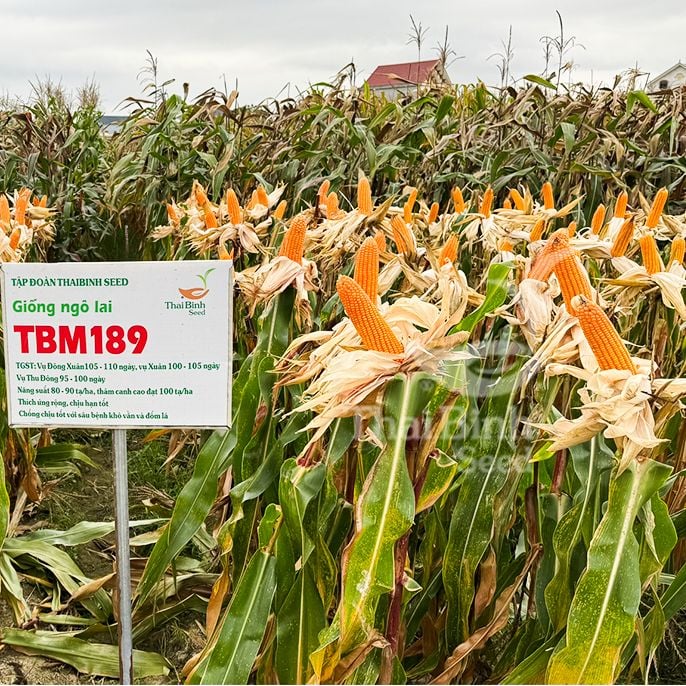  GIỐNG NGÔ LAI TBM189 