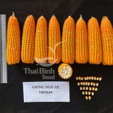  GIỐNG NGÔ LAI TBM189 