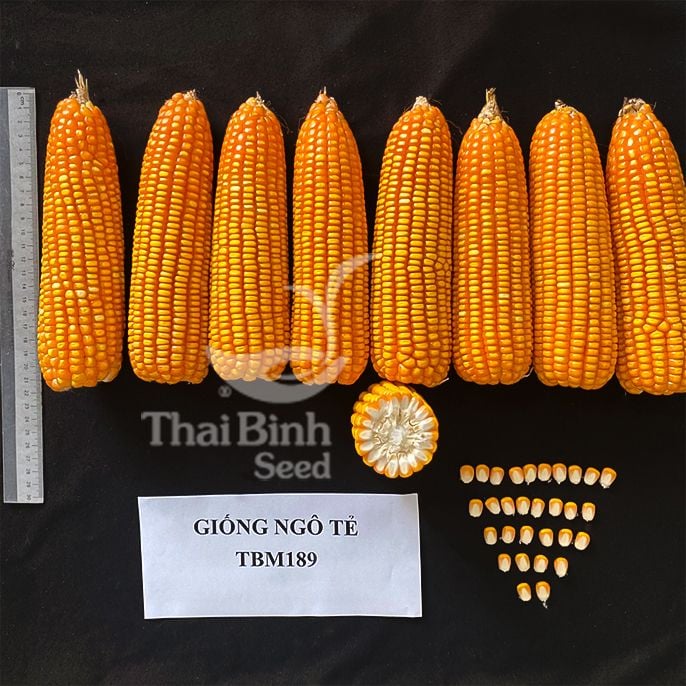  GIỐNG NGÔ LAI TBM189 