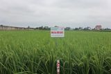  GIỐNG LÚA LAI NHỊ ƯU 838 