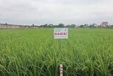  GIỐNG LÚA LAI NHỊ ƯU 838 