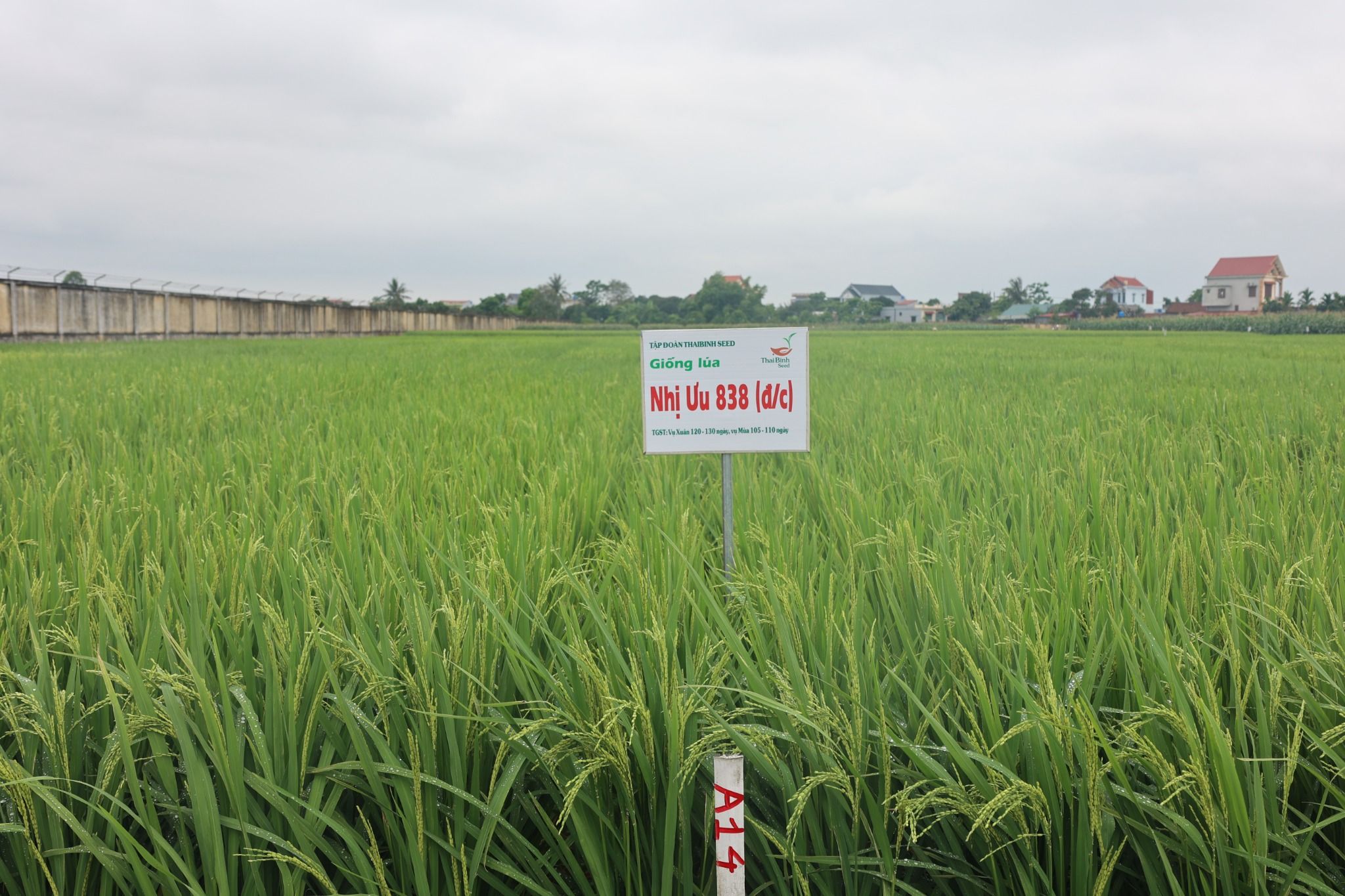  GIỐNG LÚA LAI NHỊ ƯU 838 
