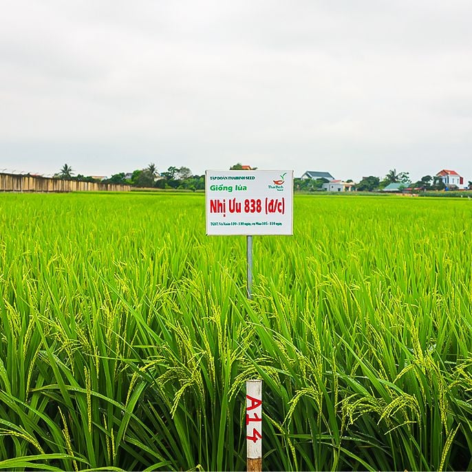  GIỐNG LÚA LAI NHỊ ƯU 838 