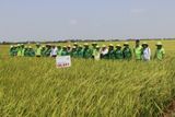  GIỐNG LÚA LAI QL301 
