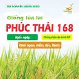  LÚA LAI PHÚC THÁI 168 