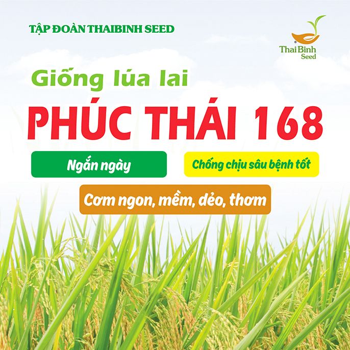  LÚA LAI PHÚC THÁI 168 