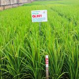  GIỐNG LÚA LAI QL301 