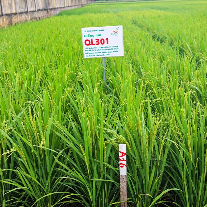  GIỐNG LÚA LAI QL301 