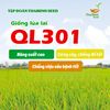  GIỐNG LÚA LAI QL301 