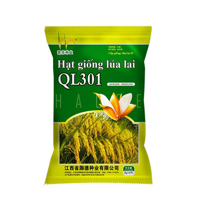  GIỐNG LÚA LAI QL301 