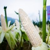  NGÔ NẾP LAI TBM135 